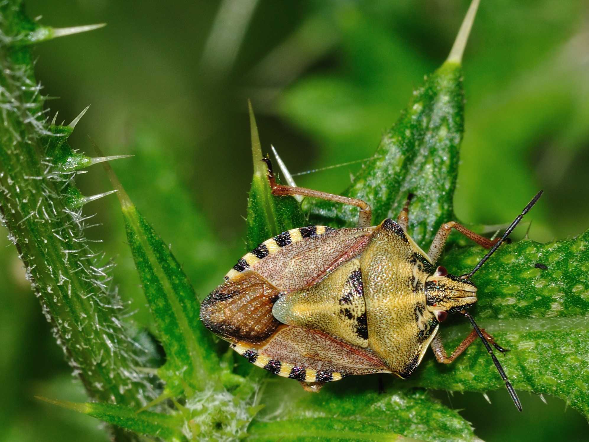 Carpocoris purpureipennis (AQ) e C.mediterraneus (Roma)